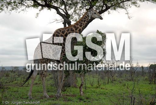 Giraffe (26 von 94).jpg